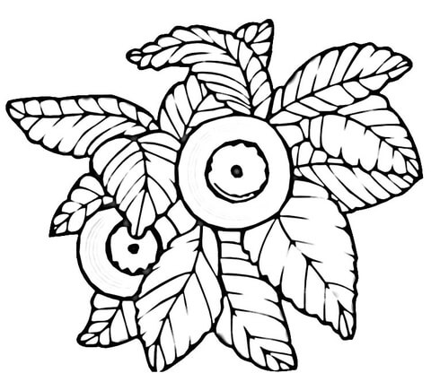Blueberry  Coloring page