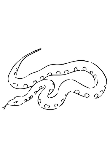 Boa Constrictor Snake Coloring page