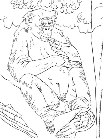 Bonobo Coloring page
