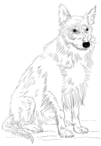 Border Colie Coloring page