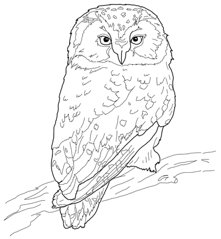 Boreal Owl Coloring page