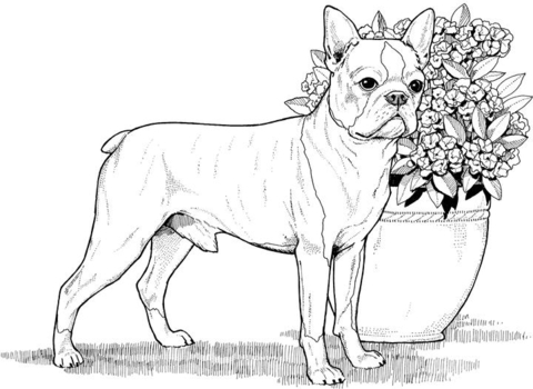 Boston Terrier  Coloring page