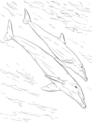 Bottlenose Dolphins Mother And Juvenile Coloring page