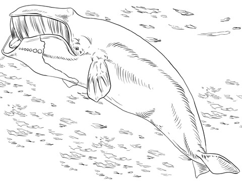 Bowhead or Greenland Right Whale Coloring page