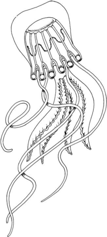 Box Jellyfish Coloring page