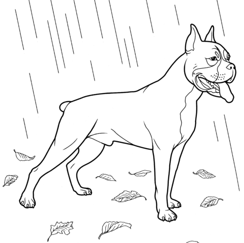 Boxer Dog Coloring page