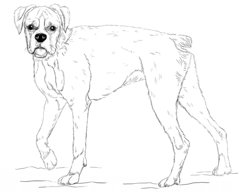 Young Boxer Dog Coloring page