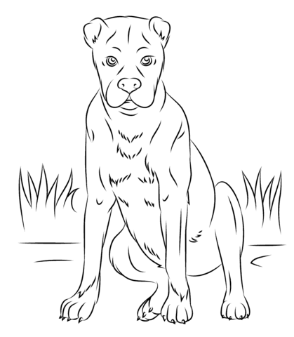 Boxer dog Coloring page