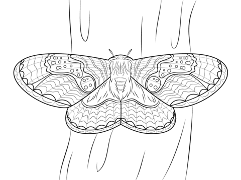 Brahmeid Moth Coloring page