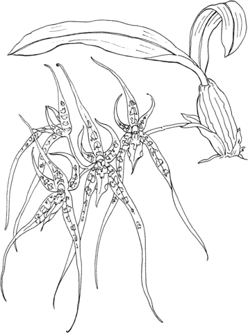 Brassia Spider Orchid Coloring page