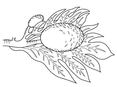 Breadfruit Branch Coloring page