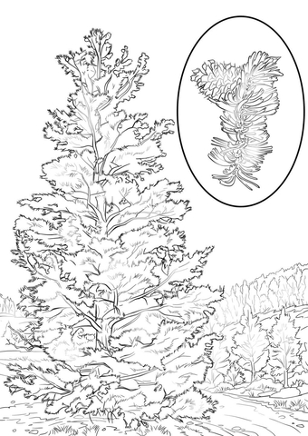 Bristlecone Pine Coloring page