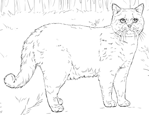 British Shorthair Cat Coloring page