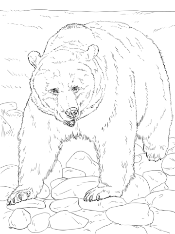 Brown Bear Coloring page