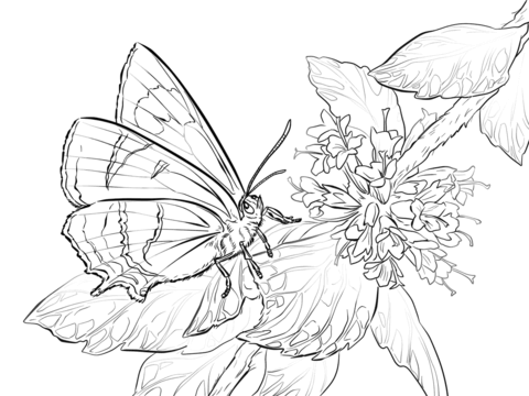 Brown Hairstreak Butterfly Coloring page