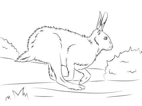 Brown Hare Runs Coloring page