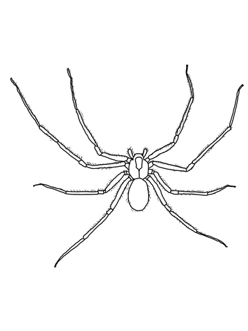 Brown Recluse Spider Coloring page