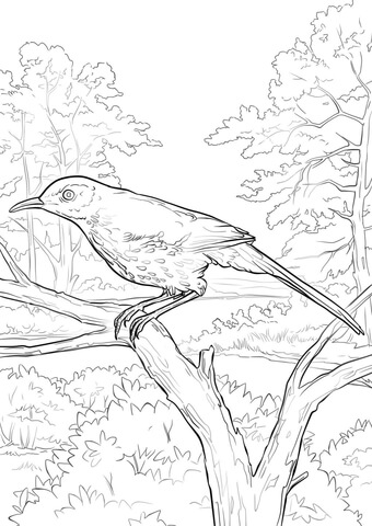 Brown Thrasher Coloring page