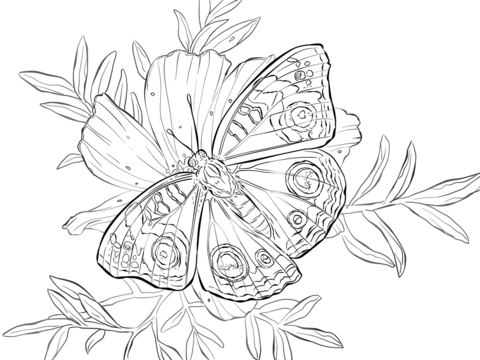 Buckeye Butterfly on a Flower Coloring page