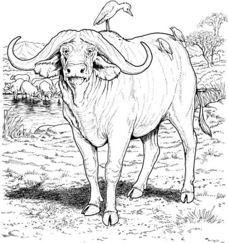 African buffalo Coloring page