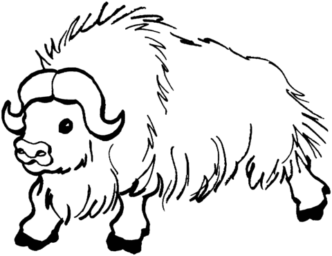 Wild yak Coloring page