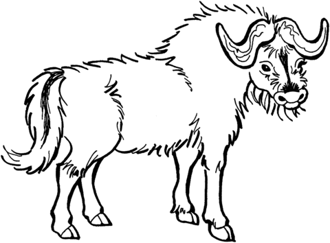 Yak Coloring page