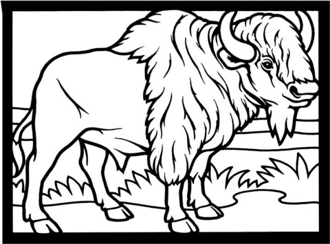 Plains bison Coloring page