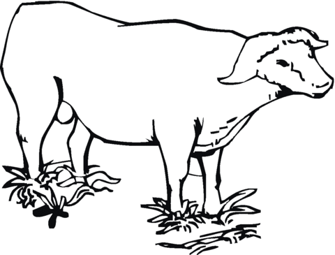 Cape (african) buffalo Coloring page