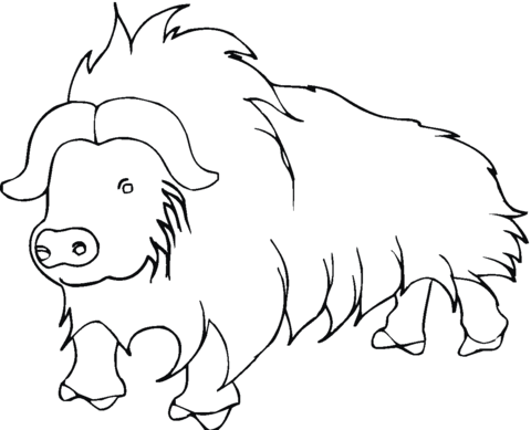 Yak from Himalayan Coloring page