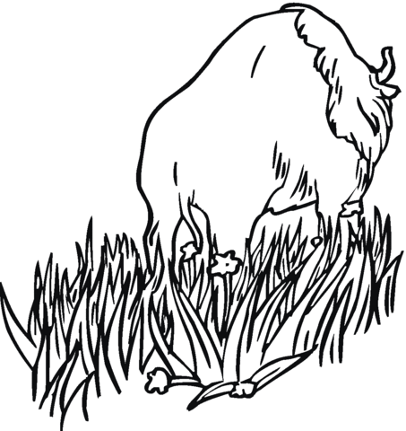 Bison is walking in the prairies Coloring page