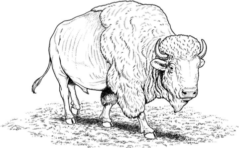 American buffalo (bison) Coloring page