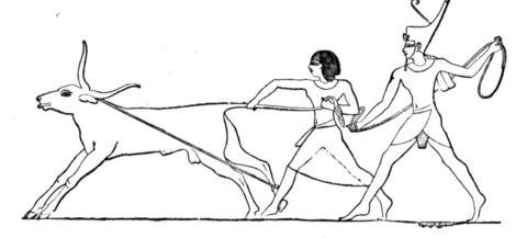 Ancient Egypt Bull Coloring page