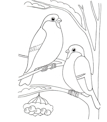 Bullfinches Coloring page