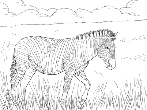 Burchell's Plain Zebra Coloring page
