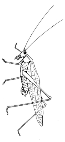 Bush Katydid Coloring page