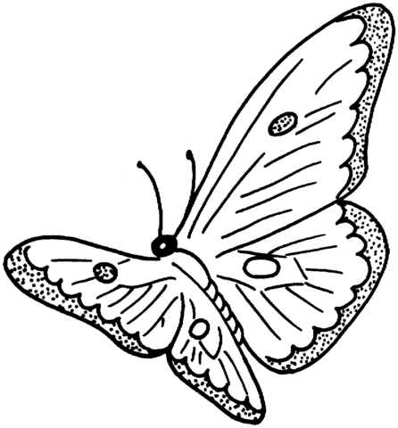 Butterfly 3 Coloring page