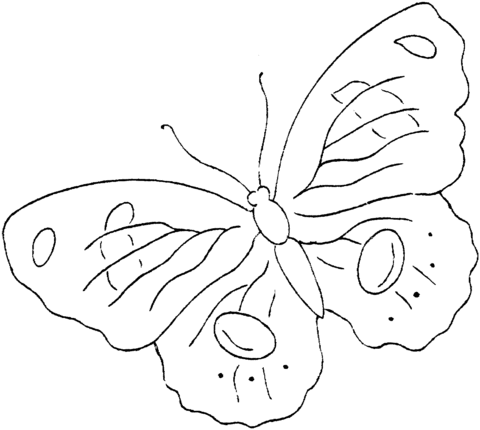 Butterfly 4 Coloring page