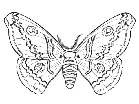 Butterfly Coloring page