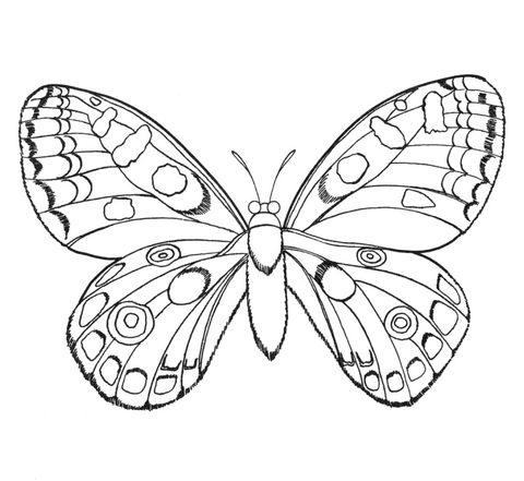 Butterfly Coloring page