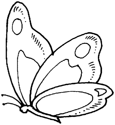 Butterfly 9 Coloring page
