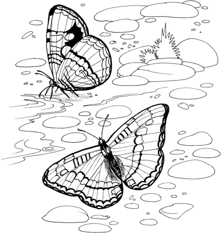 Butterfly On A River Coloring page