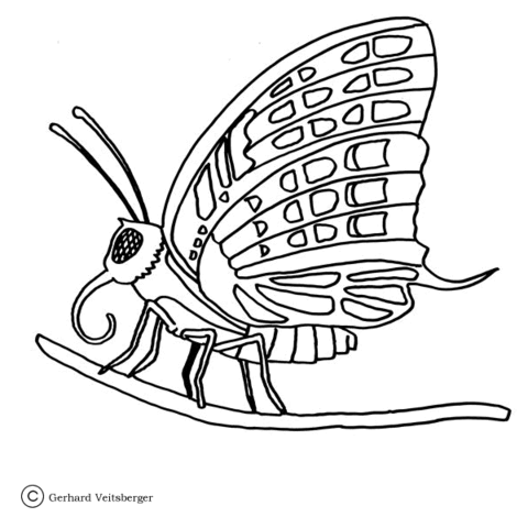 Butterfly on the Tree  Coloring page