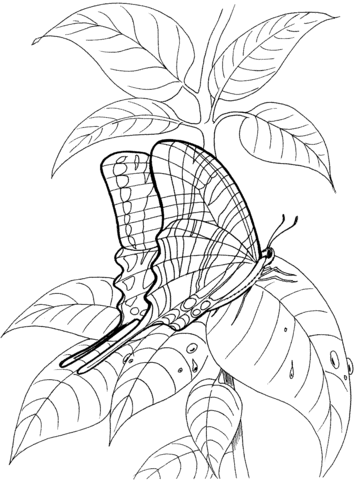 Butterfly Stand On The Leave Coloring page