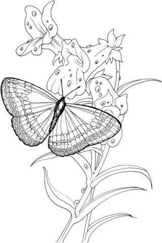 Butterfly Stands On A Plant Coloring page