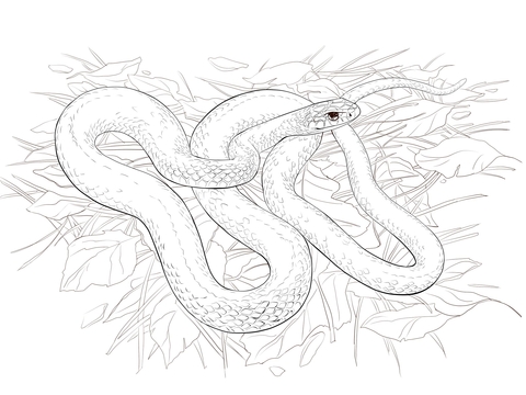 Buttermilk Racer Snake Coloring page