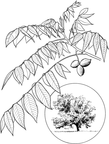 Butternut or White Walnut Coloring page