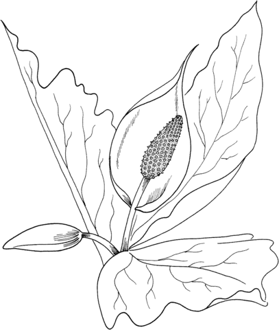 Cabbage 2 Coloring page