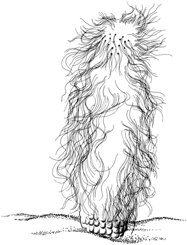 Cephalocereus senilis or Old Man Cactus Coloring page