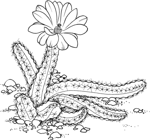 Echinocereus pentalophus or Lady Finger Cactus Coloring page