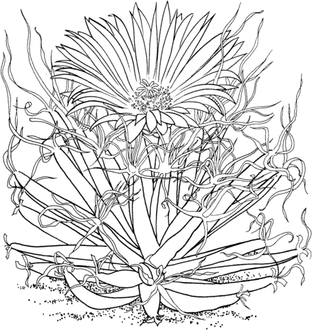 Leuchtenbergia principis or agave cactus Coloring page